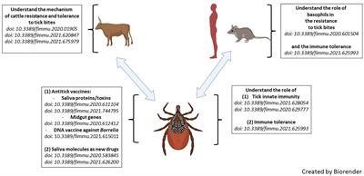 Frontiers | Editorial: Ticks And Host Immunity – New Strategies For ...